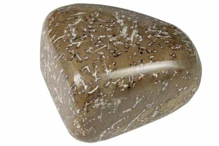 Polished Dinosaur Bone (Gembone) - Morocco #190006